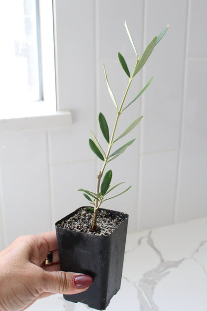 Wilson Olive Tree Sapling – Drought-Tolerant Mediterranean Patio Plant