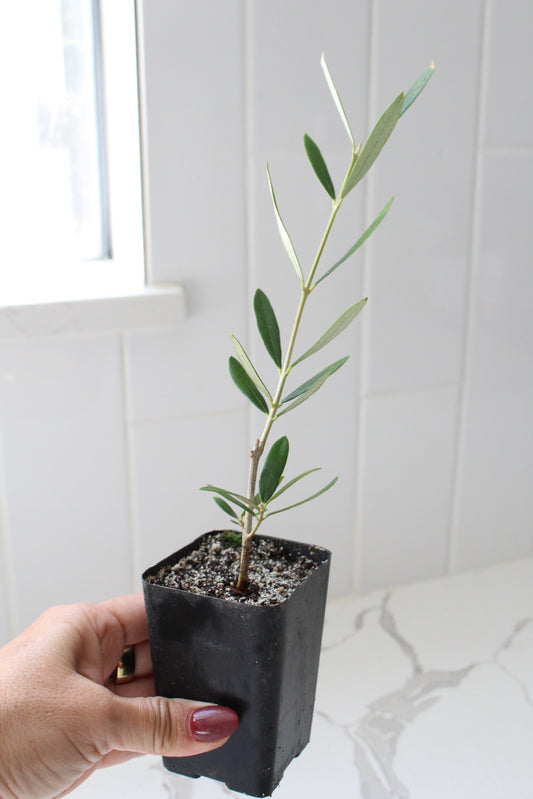Wilson Olive Tree Sapling – Drought-Tolerant Mediterranean Patio Plant