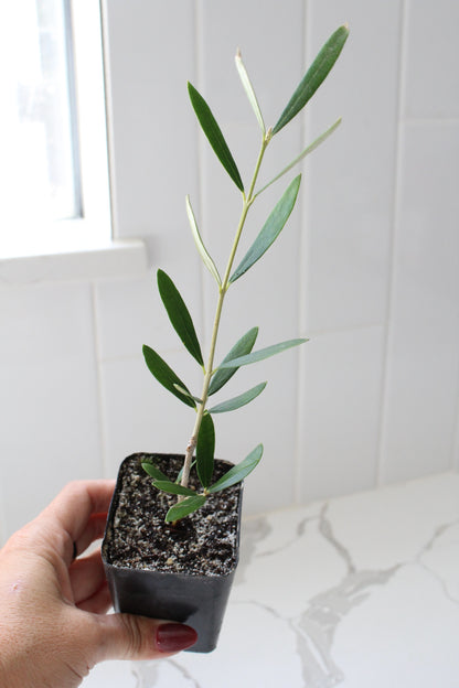 Wilson Olive Tree Sapling – Drought-Tolerant Mediterranean Patio Plant