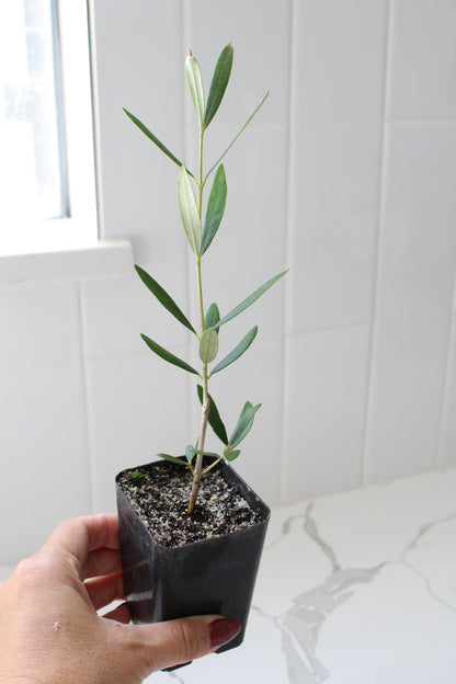 Wilson Olive Tree Sapling – Drought-Tolerant Mediterranean Patio Plant