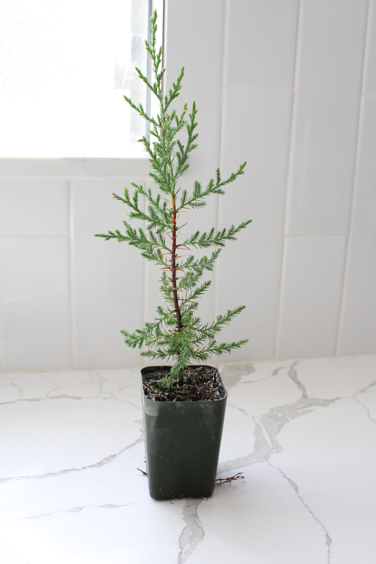 Mini Arizona Cypress tree | Christmas Tree | 2 inch pot | Fairy Garden | Bonsai Tree