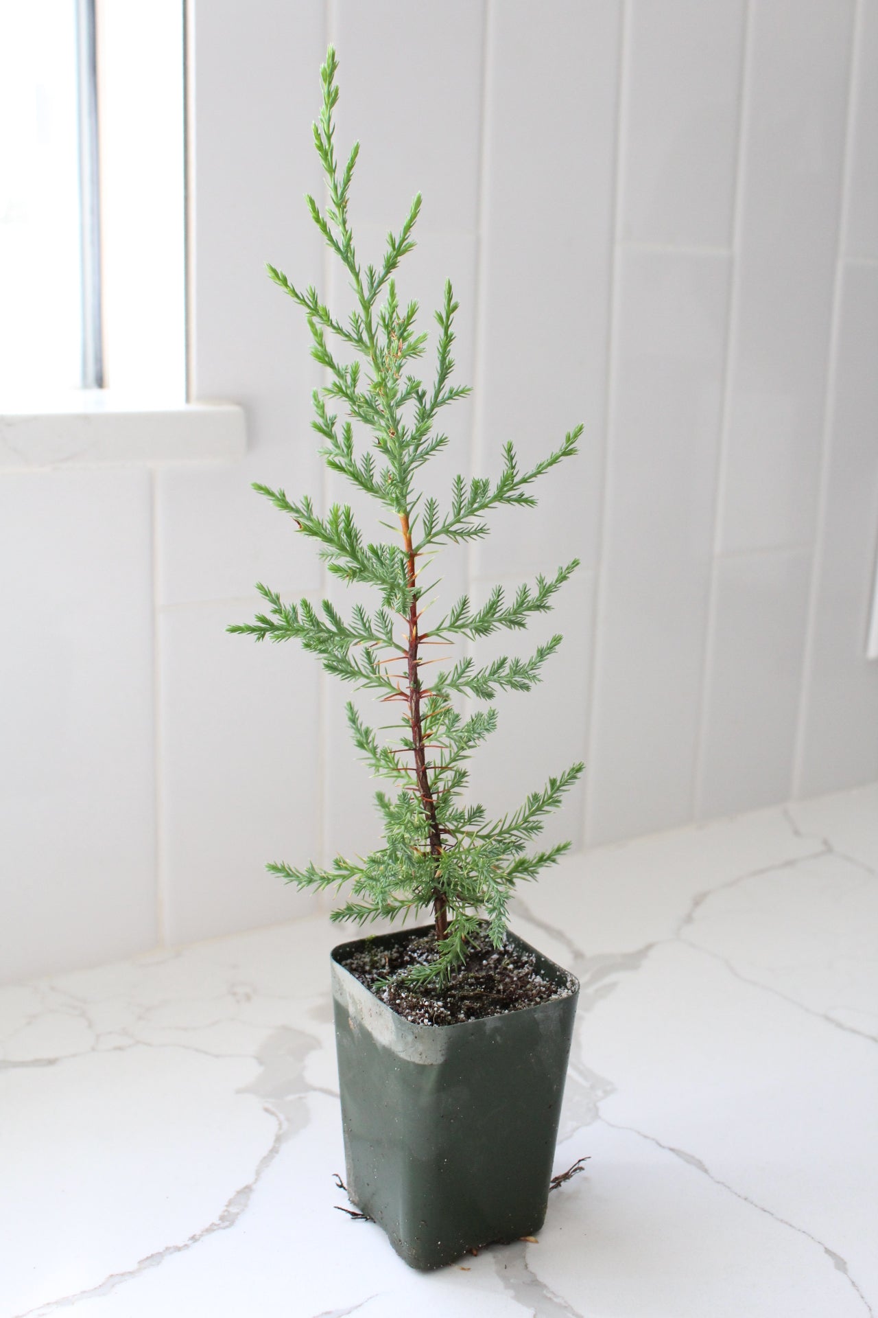 Mini Arizona Cypress tree | Christmas Tree | 2 inch pot | Fairy Garden | Bonsai Tree