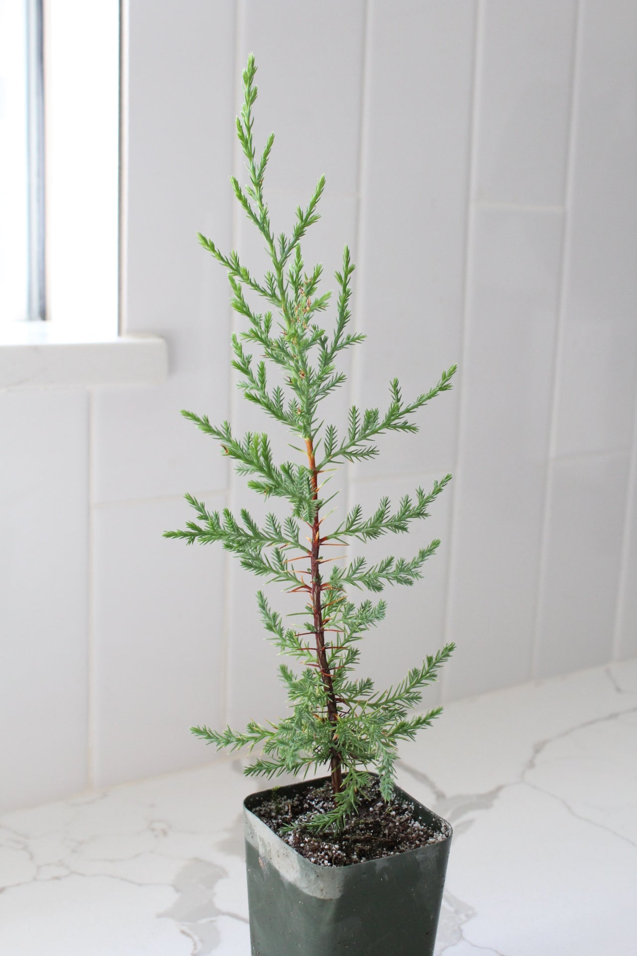 Mini Arizona Cypress tree | Christmas Tree | 2 inch pot | Fairy Garden | Bonsai Tree