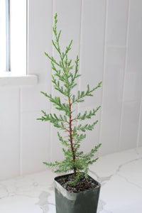 Arizona Cypress – Evergreen Bonsai Starter Tree