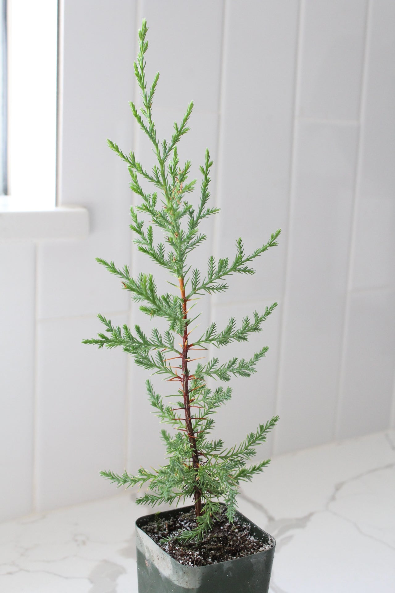 Mini Arizona Cypress tree | Christmas Tree | 2 inch pot | Fairy Garden | Bonsai Tree