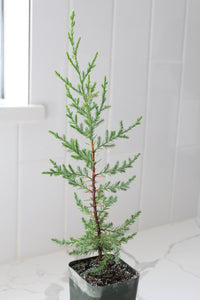 Arizona Cypress – Evergreen Bonsai Starter Tree