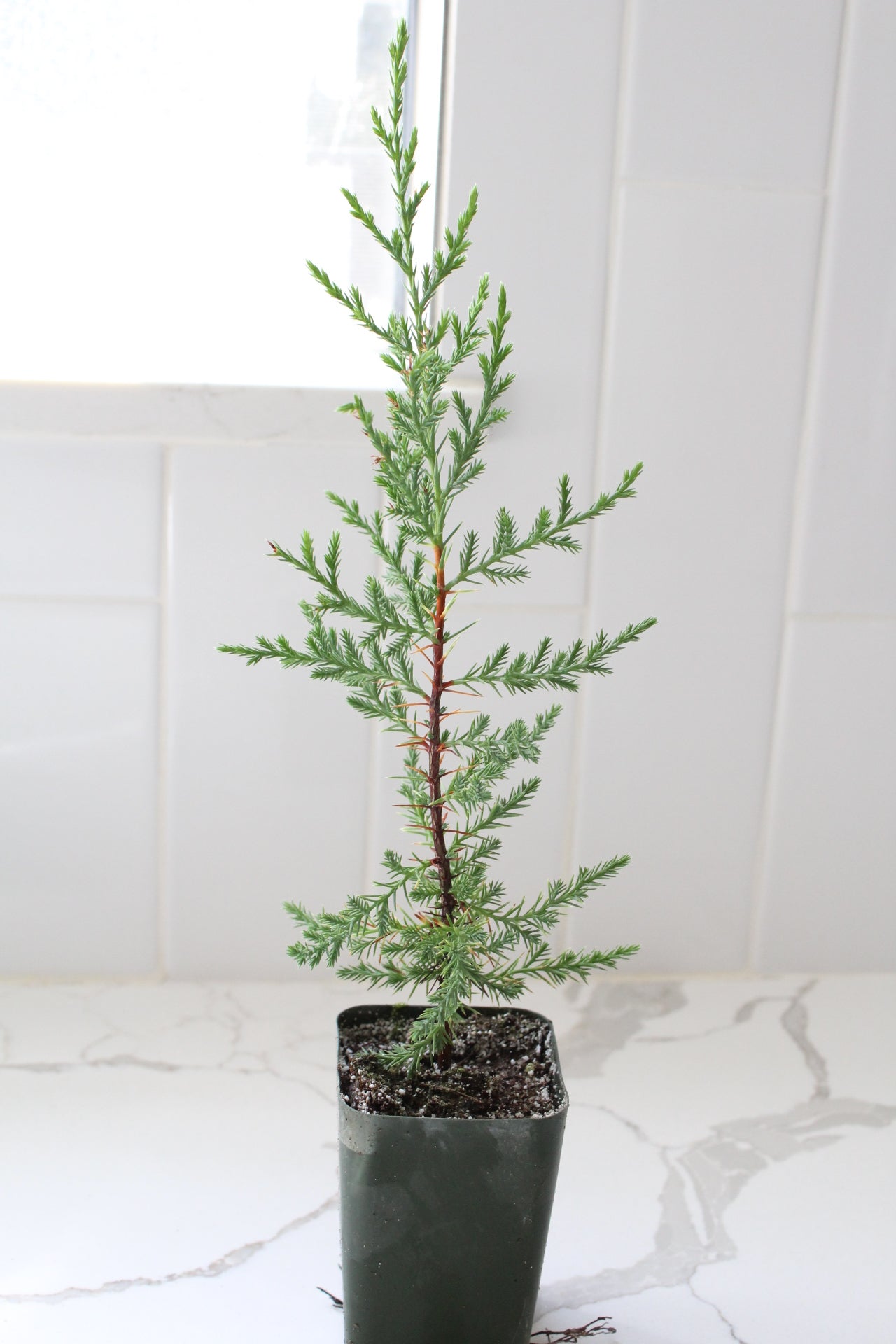 Mini Arizona Cypress tree | Christmas Tree | 2 inch pot | Fairy Garden | Bonsai Tree