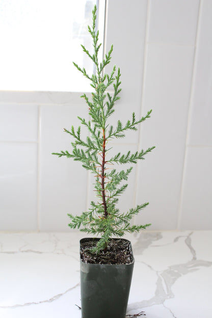 Mini Arizona Cypress tree | Christmas Tree | 2 inch pot | Fairy Garden | Bonsai Tree