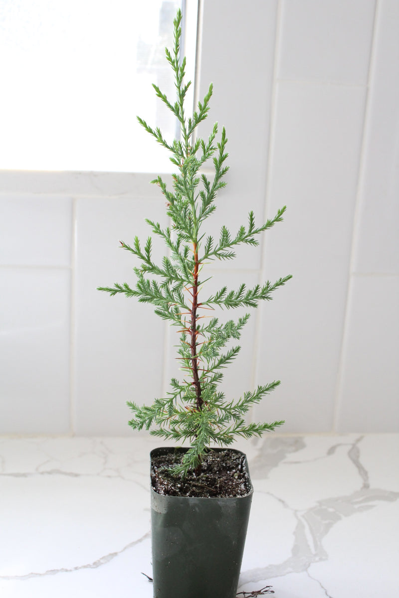 Mini Arizona Cypress tree | Christmas Tree | 2 inch pot | Fairy Garden | Bonsai Tree
