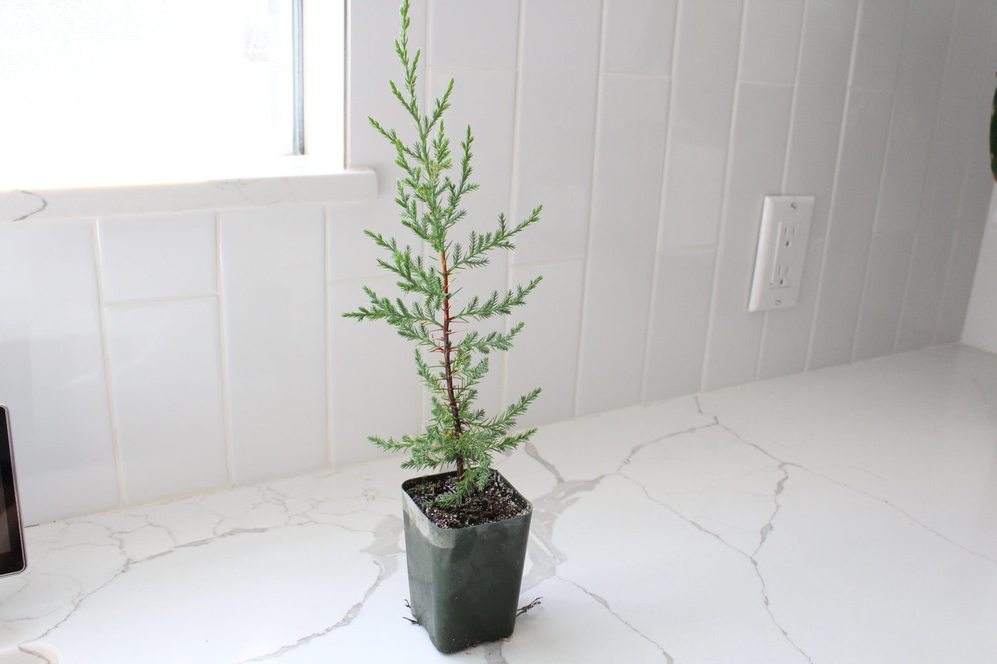 Mini Arizona Cypress tree | Christmas Tree | 2 inch pot | Fairy Garden | Bonsai Tree