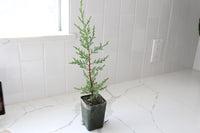 Arizona Cypress – Evergreen Bonsai Starter Tree