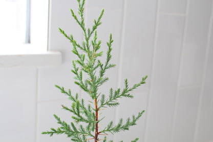 Mini Arizona Cypress tree | Christmas Tree | 2 inch pot | Fairy Garden | Bonsai Tree