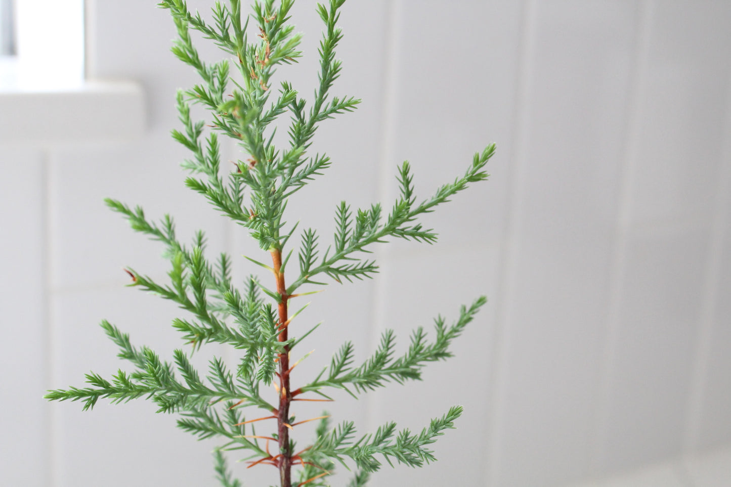 Mini Arizona Cypress tree | Christmas Tree | 2 inch pot | Fairy Garden | Bonsai Tree