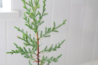 Arizona Cypress – Evergreen Bonsai Starter Tree