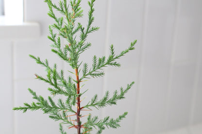 Mini Arizona Cypress tree | Christmas Tree | 2 inch pot | Fairy Garden | Bonsai Tree