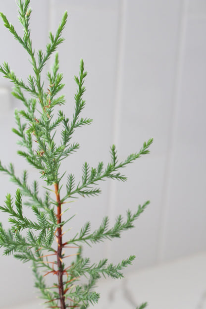 Mini Arizona Cypress tree | Christmas Tree | 2 inch pot | Fairy Garden | Bonsai Tree