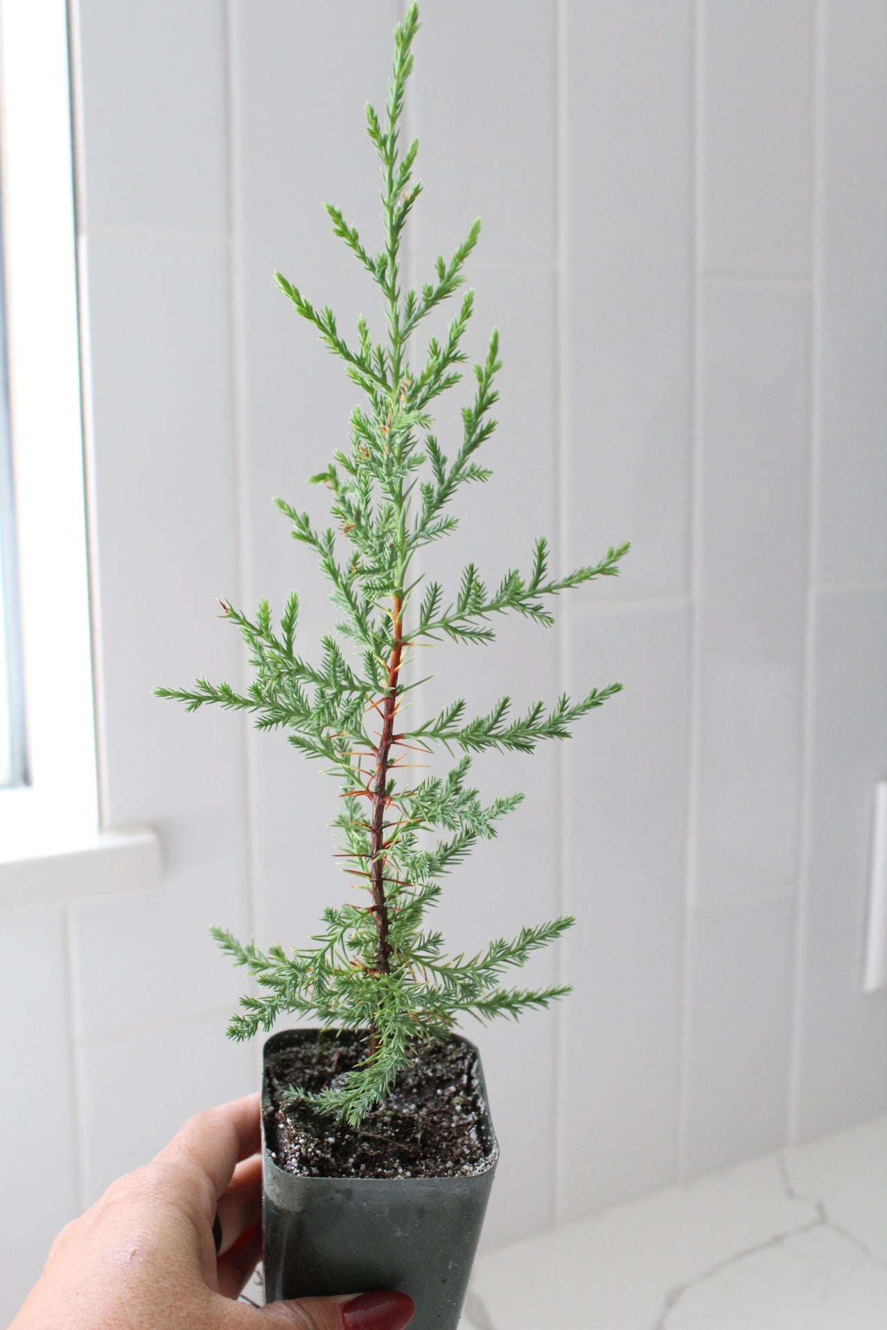 Mini Arizona Cypress tree | Christmas Tree | 2 inch pot | Fairy Garden | Bonsai Tree