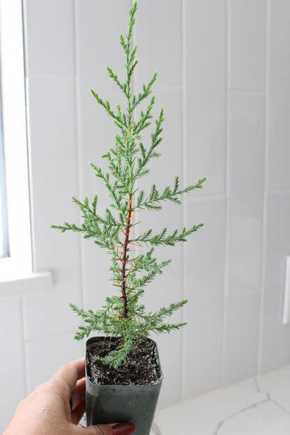 Mini Arizona Cypress tree | Christmas Tree | 2 inch pot | Fairy Garden | Bonsai Tree