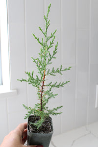 Arizona Cypress – Evergreen Bonsai Starter Tree