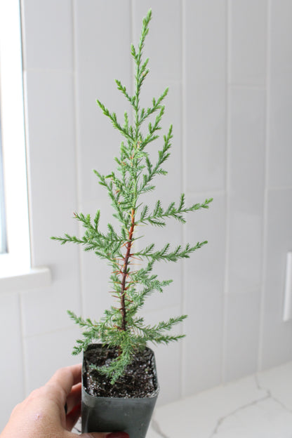 Mini Arizona Cypress tree | Christmas Tree | 2 inch pot | Fairy Garden | Bonsai Tree