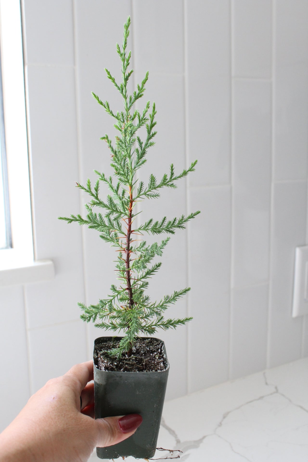 Mini Arizona Cypress tree | Christmas Tree | 2 inch pot | Fairy Garden | Bonsai Tree