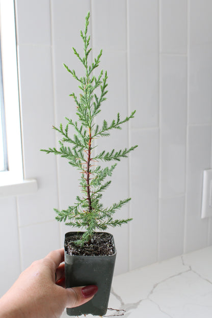 Mini Arizona Cypress tree | Christmas Tree | 2 inch pot | Fairy Garden | Bonsai Tree
