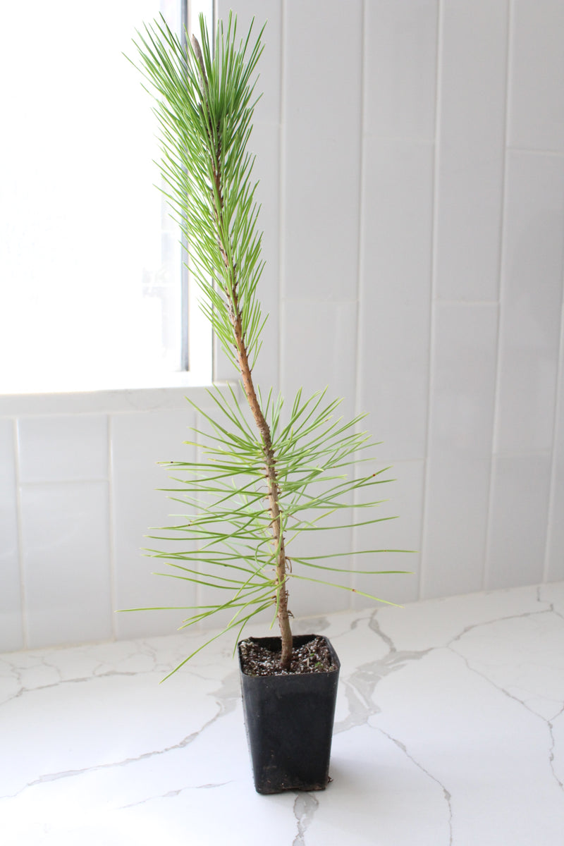Japanese Black Pine Bonsai – Live Tree Starter Gift for Plant Lovers