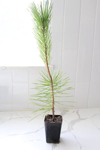 Japanese Black Pine Bonsai – Live Tree Starter Gift for Plant Lovers