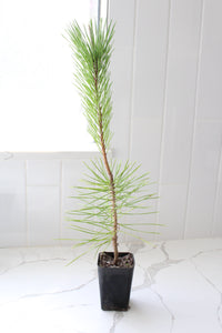 Japanese Black Pine Bonsai – Live Tree Starter Gift for Plant Lovers