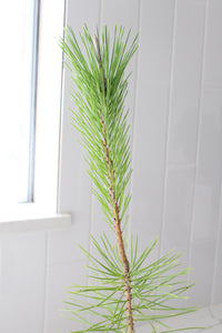 Japanese Black Pine Bonsai – Live Tree Starter Gift for Plant Lovers