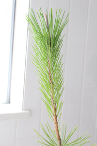 Japanese Black Pine Bonsai – Live Tree Starter Gift for Plant Lovers