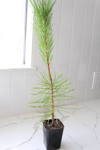 Japanese Black Pine Bonsai – Live Tree Starter Gift for Plant Lovers