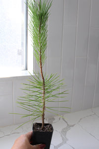 Japanese Black Pine Bonsai – Live Tree Starter Gift for Plant Lovers