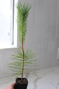 Japanese Black Pine Bonsai – Live Tree Starter Gift for Plant Lovers