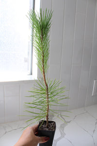 Japanese Black Pine Bonsai – Live Tree Starter Gift for Plant Lovers