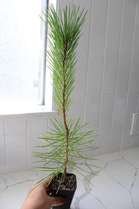 Japanese Black Pine Bonsai – Live Tree Starter Gift for Plant Lovers