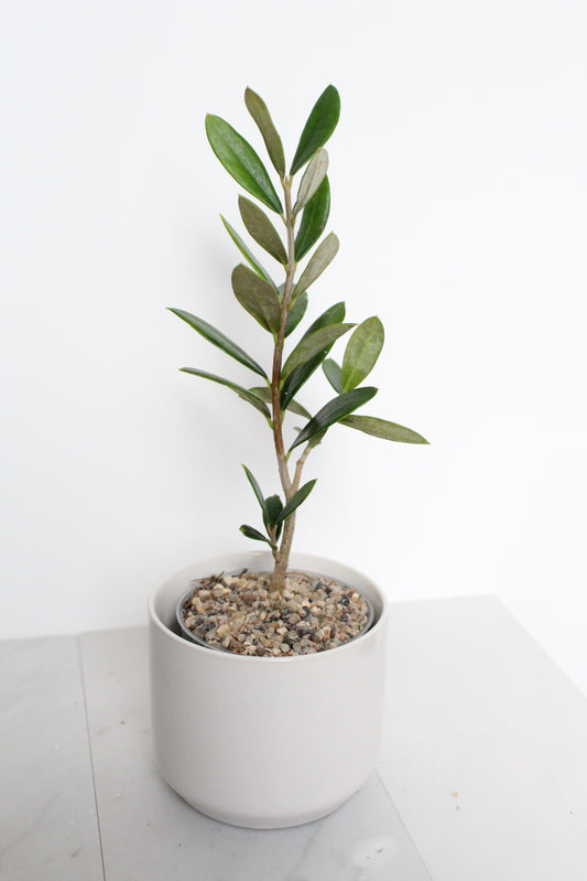 Little Ollie Bonsai Gift Set