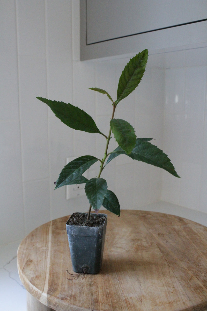 Bronze Loquat – Evergreen Ornamental Starter Tree