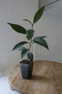 Bronze Loquat – Evergreen Ornamental Starter Tree