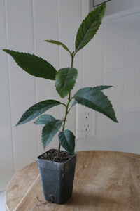 Bronze Loquat – Evergreen Ornamental Starter Tree