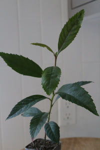 Bronze Loquat – Evergreen Ornamental Starter Tree