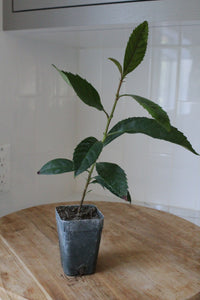 Bronze Loquat – Evergreen Ornamental Starter Tree