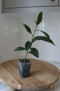 Bronze Loquat – Evergreen Ornamental Starter Tree