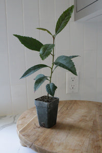 Bronze Loquat – Evergreen Ornamental Starter Tree