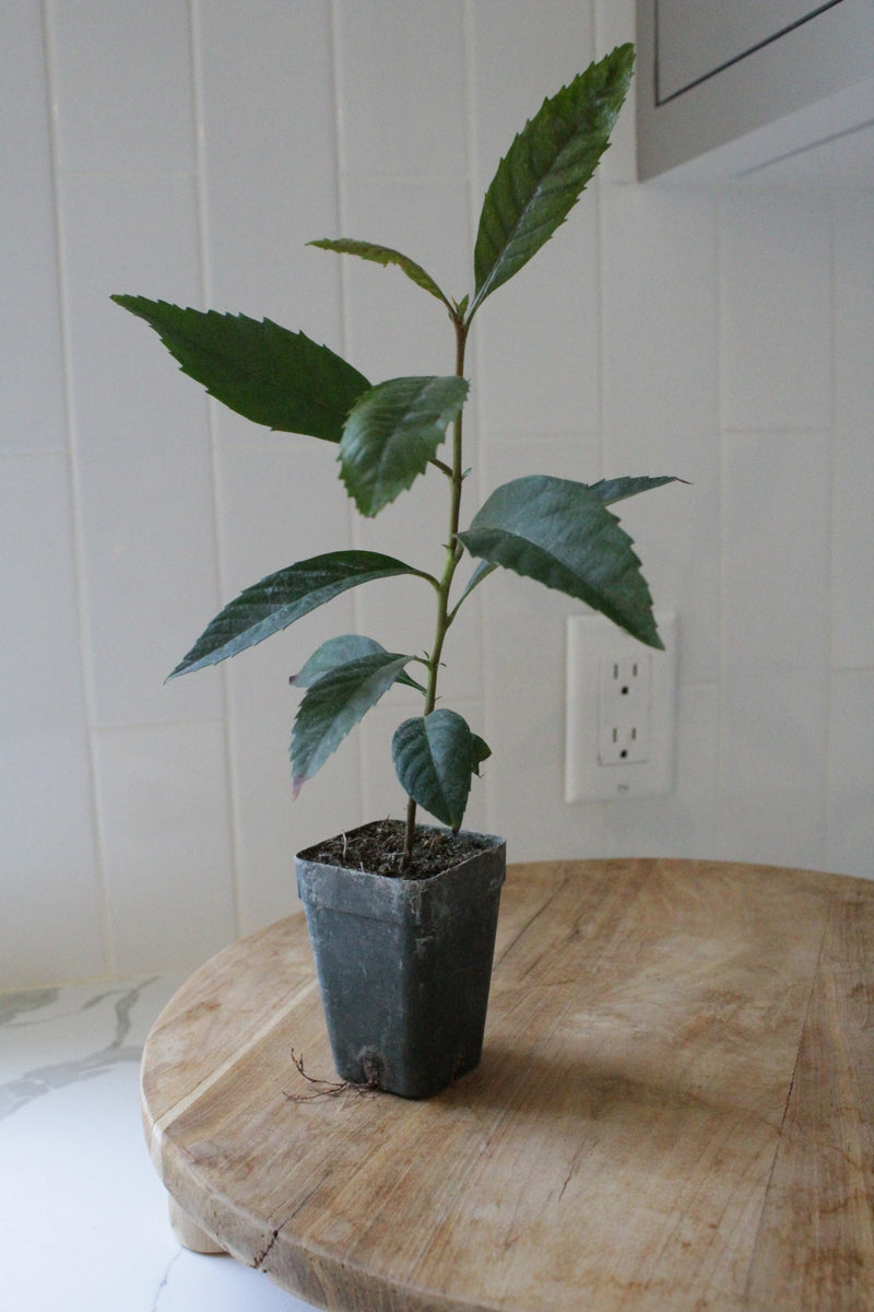 Bronze Loquat – Evergreen Ornamental Starter Tree