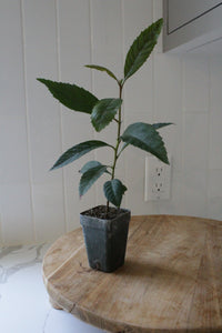 Bronze Loquat – Evergreen Ornamental Starter Tree