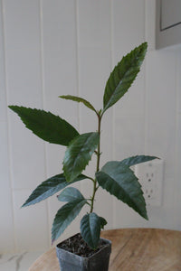 Bronze Loquat – Evergreen Ornamental Starter Tree