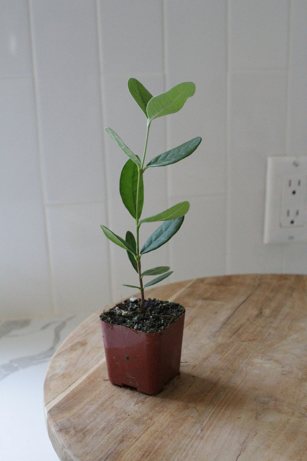 Pineapple Guava – Evergreen Fruiting Starter Plant