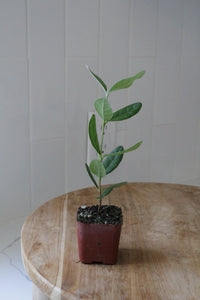 Pineapple Guava – Evergreen Fruiting Starter Plant