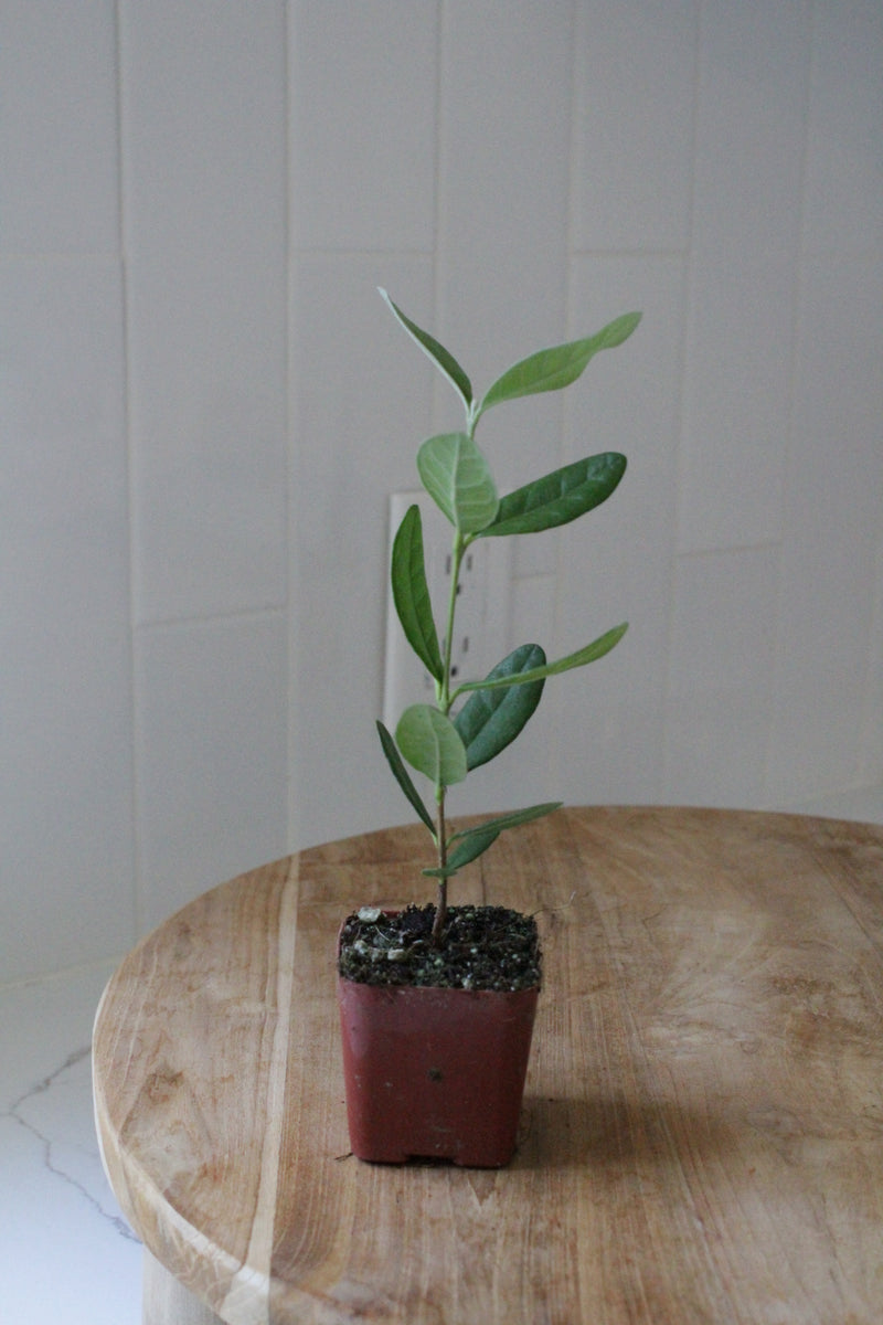 Pineapple Guava – Evergreen Fruiting Starter Plant